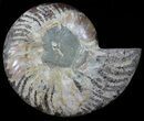Cut Ammonite Fossil (Half) - Agatized #54342-1